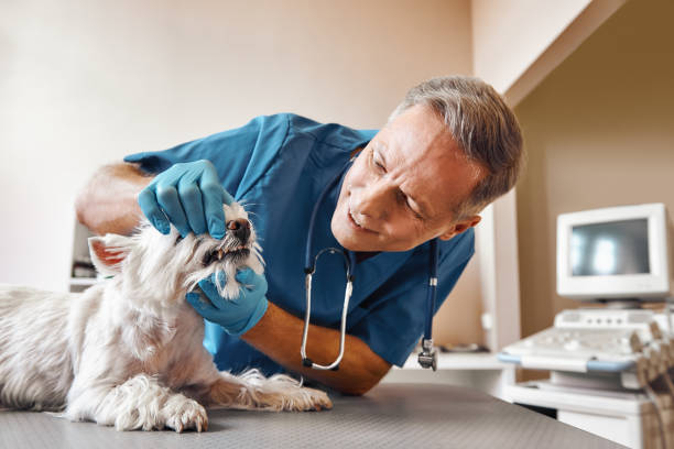 Best Emergency Root Canal Treatment in Emporia, VA
